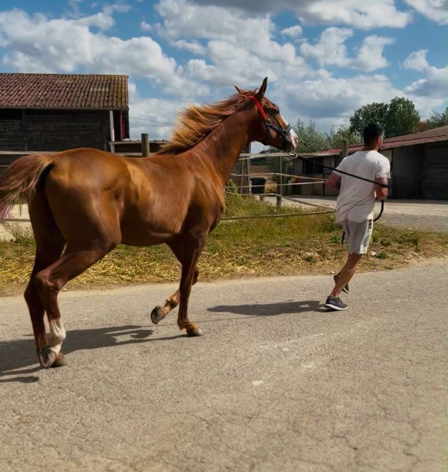 Intero KWPN Cavallo da Sport Neerlandese In vendita 2024 Sauro