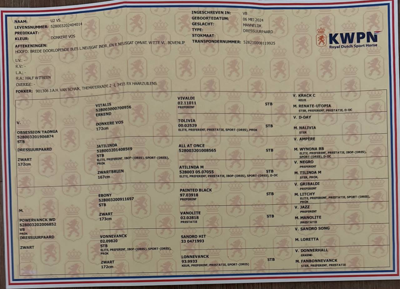 Intero KWPN Cavallo da Sport Neerlandese In vendita 2024 Sauro