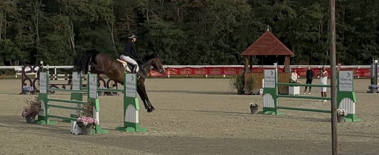 Castrone KWPN Cavallo da Sport Neerlandese In vendita 2018 Baio scuro