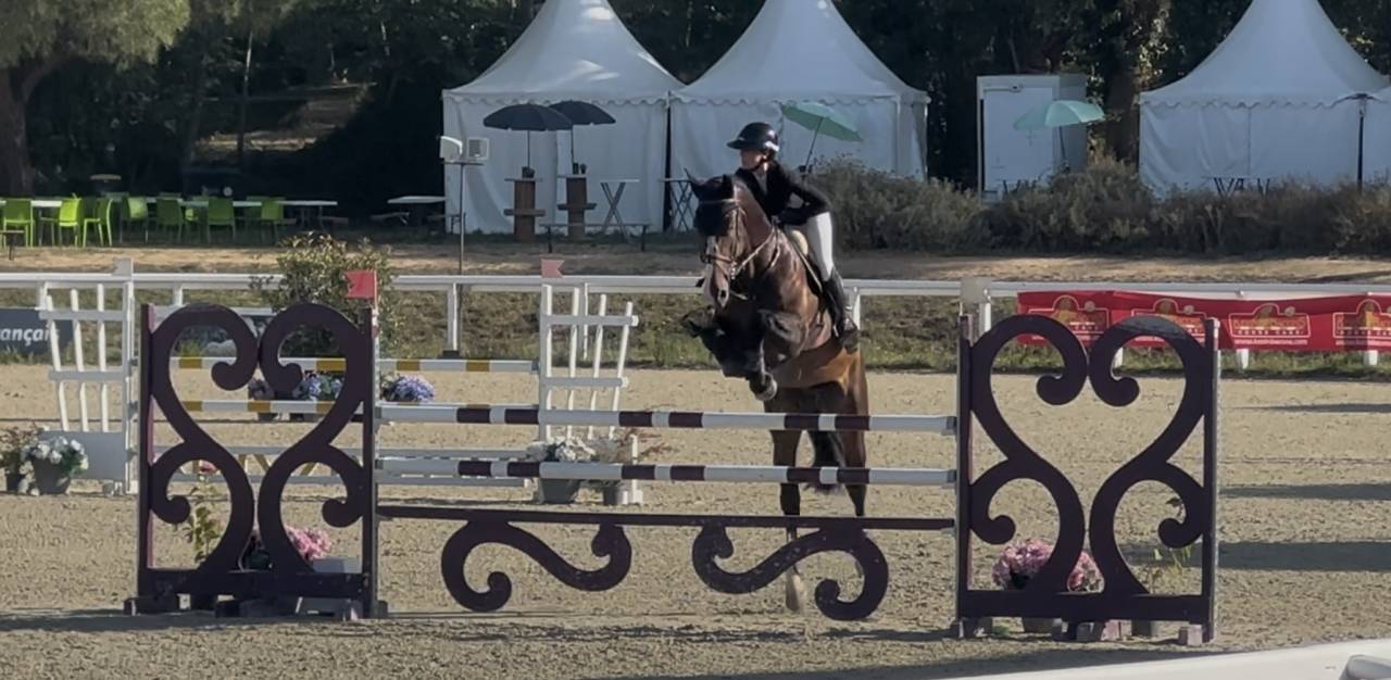 Castrone KWPN Cavallo da Sport Neerlandese In vendita 2018 Baio scuro