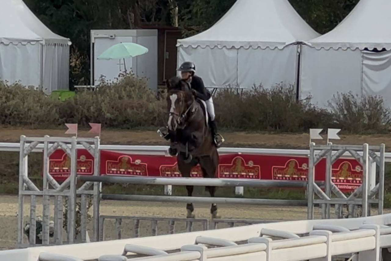 Castrone KWPN Cavallo da Sport Neerlandese In vendita 2018 Baio scuro