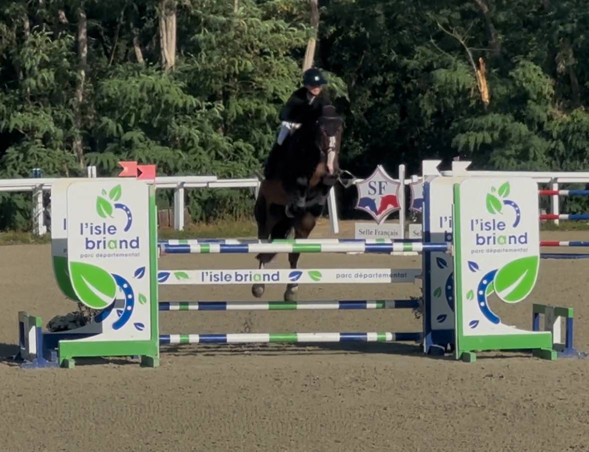 Castrone KWPN Cavallo da Sport Neerlandese In vendita 2018 Baio scuro