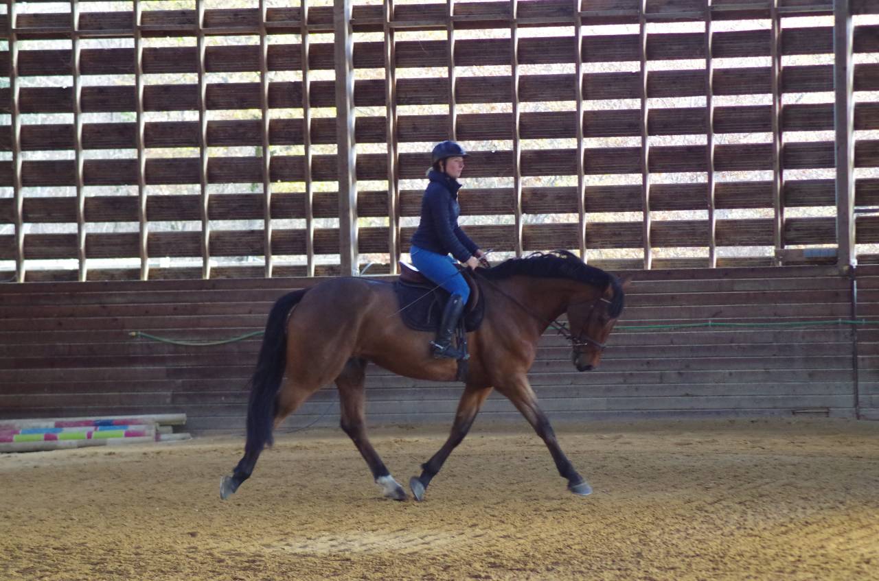 Cavalla BWP Cavallo da Sangue Belgio In vendita 2016 Baio ,  Prince van de Wolfsakker