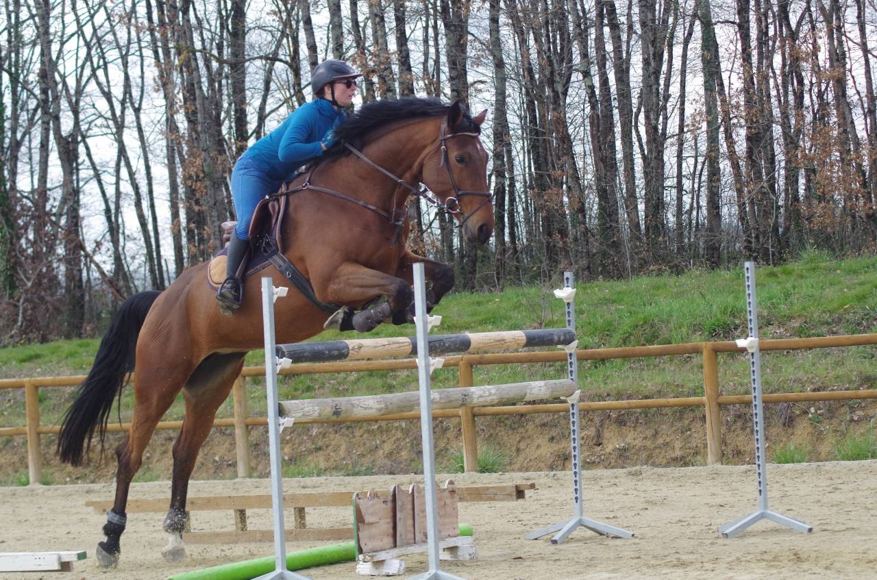 Cavalla BWP Cavallo da Sangue Belgio In vendita 2016 Baio ,  Prince van de Wolfsakker
