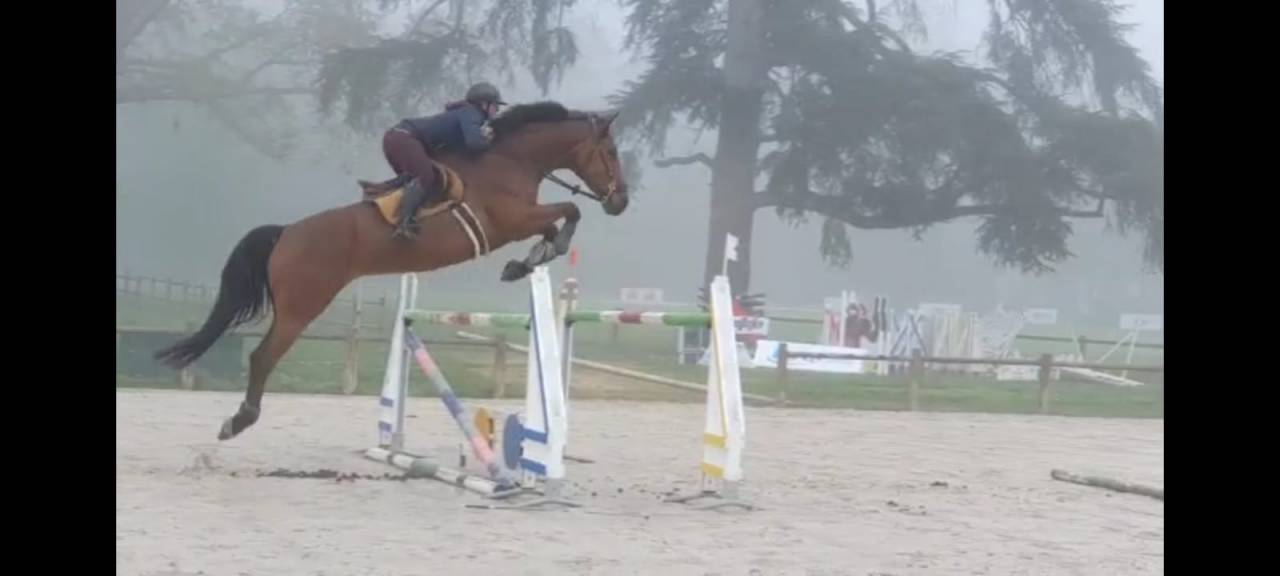 Cavalla BWP Cavallo da Sangue Belgio In vendita 2016 Baio ,  Prince van de Wolfsakker