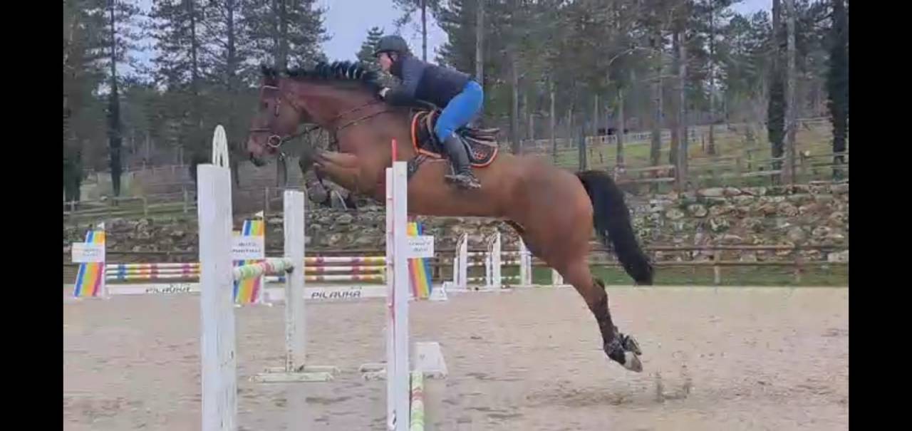 Cavalla BWP Cavallo da Sangue Belgio In vendita 2016 Baio ,  Prince van de Wolfsakker