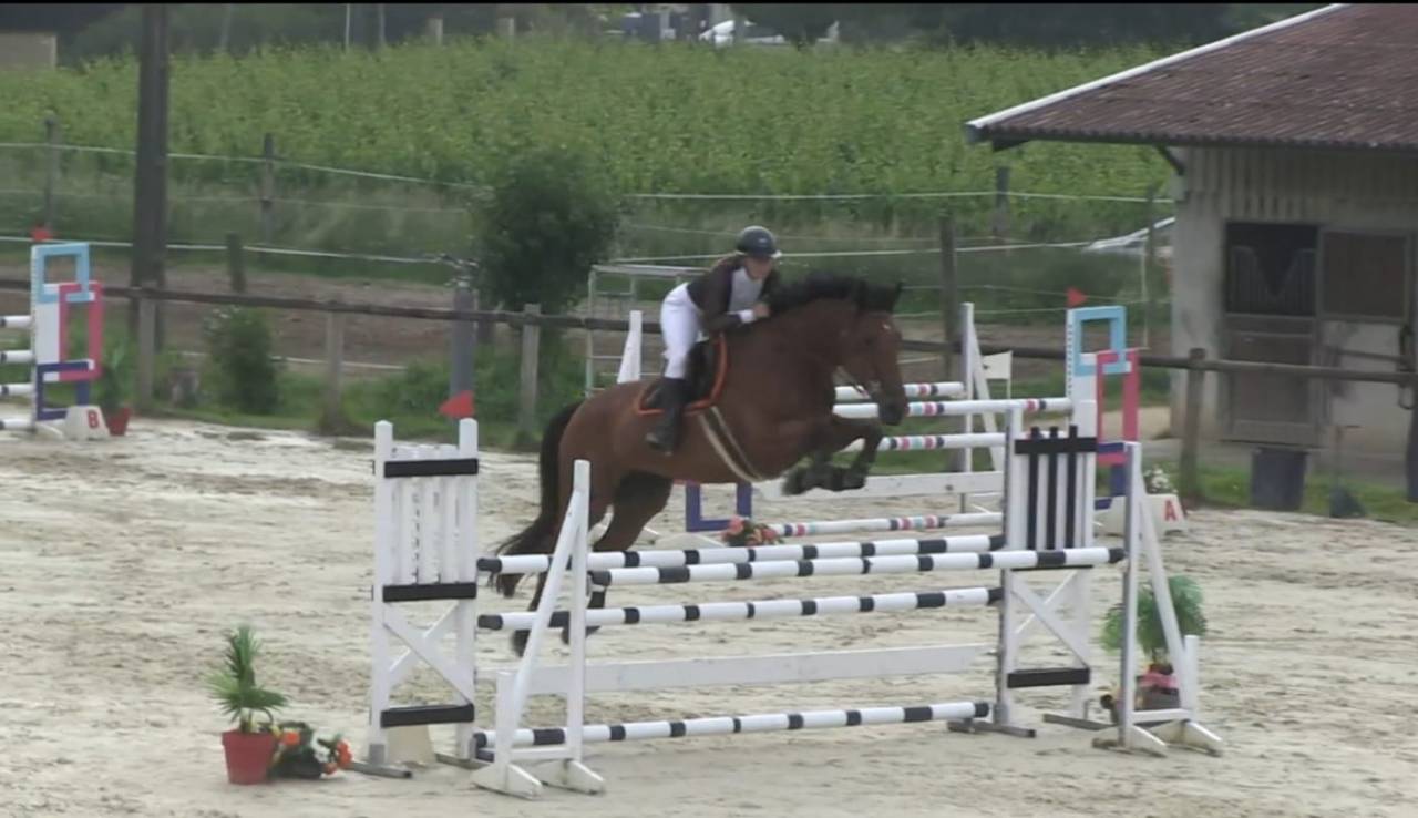 Cavalla BWP Cavallo da Sangue Belgio In vendita 2016 Baio ,  Prince van de Wolfsakker