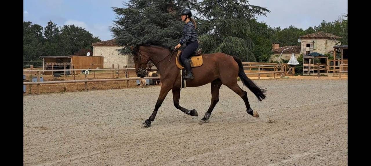 Cavalla BWP Cavallo da Sangue Belgio In vendita 2016 Baio ,  Prince van de Wolfsakker