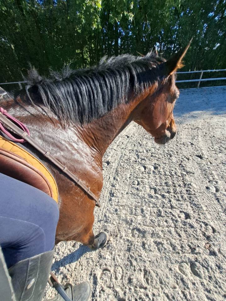 Cavalla BWP Cavallo da Sangue Belgio In vendita 2016 Baio ,  Prince van de Wolfsakker