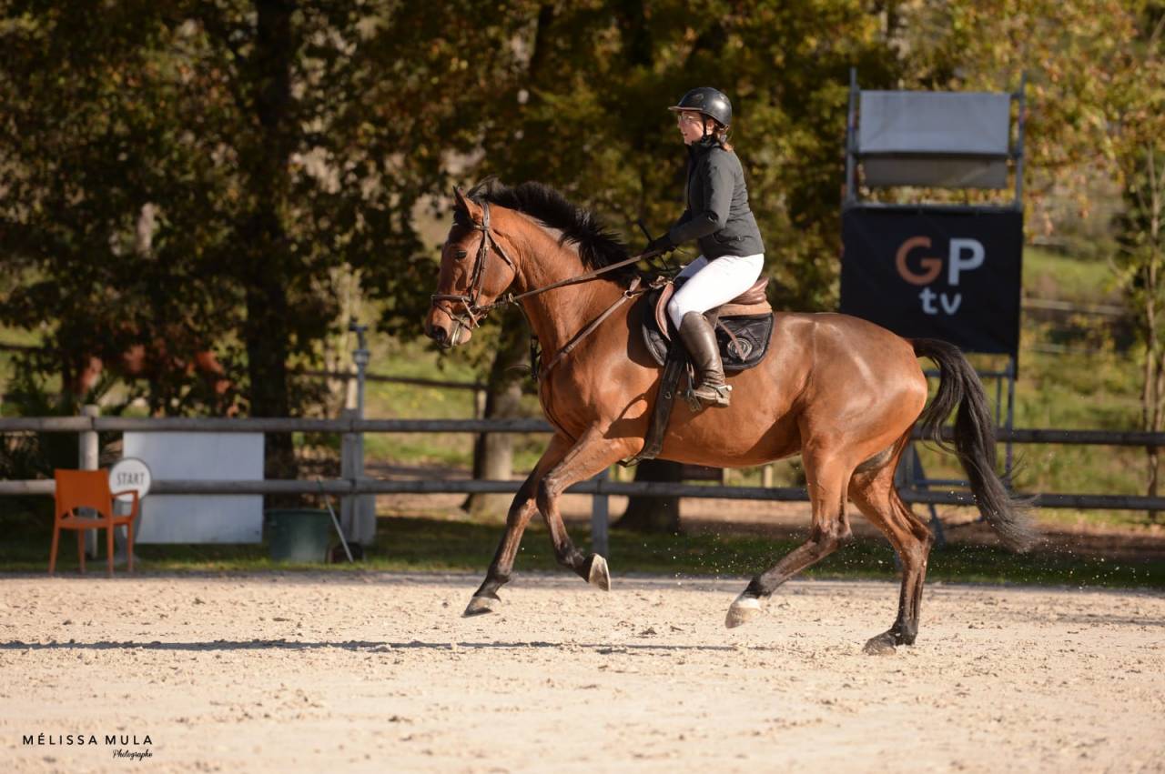 Cavalla BWP Cavallo da Sangue Belgio In vendita 2016 Baio ,  Prince van de Wolfsakker