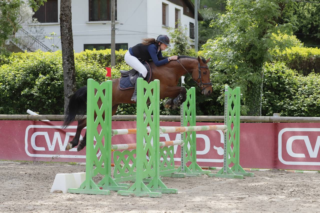 Castrone Zangersheide In vendita 2018 Baio ,  Windbreaker H