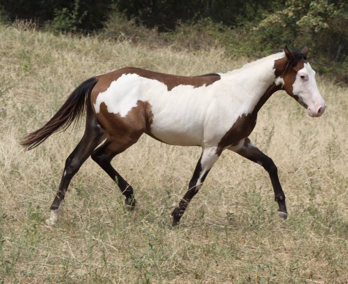Castrone Paint Horse In vendita 2025 Overo ,  Farwest dela lande