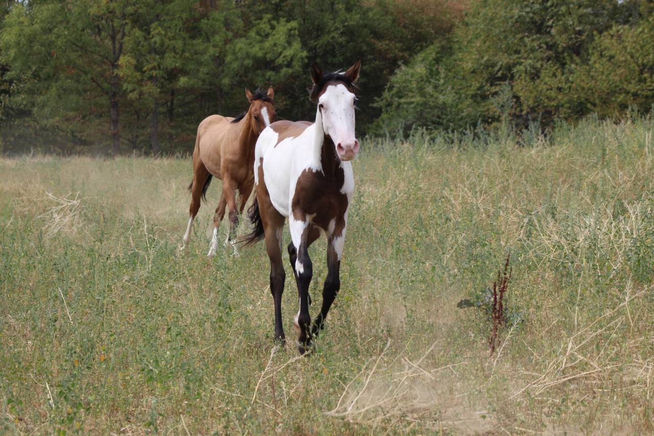 Castrone Paint Horse In vendita 2025 Overo ,  Farwest dela lande