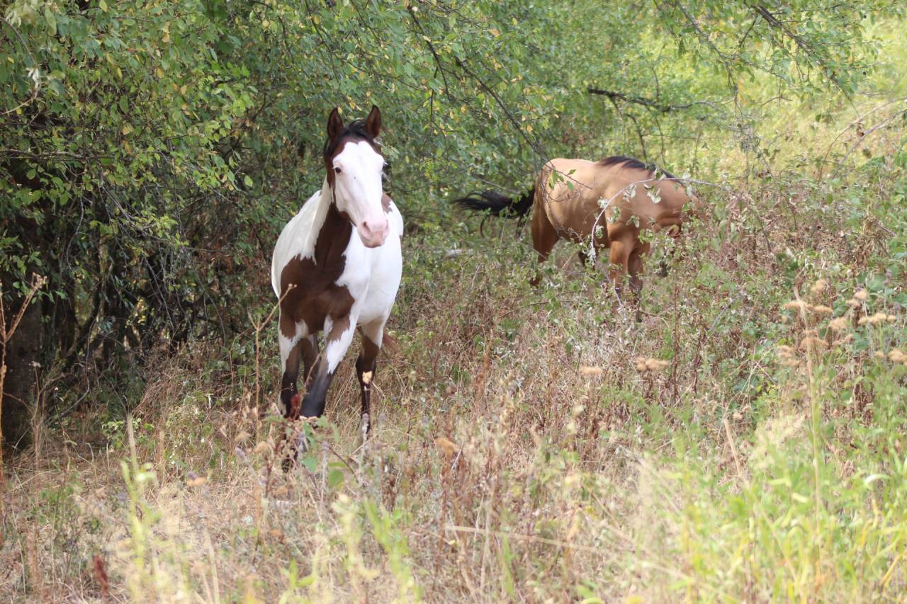 Castrone Paint Horse In vendita 2025 Overo ,  Farwest dela lande