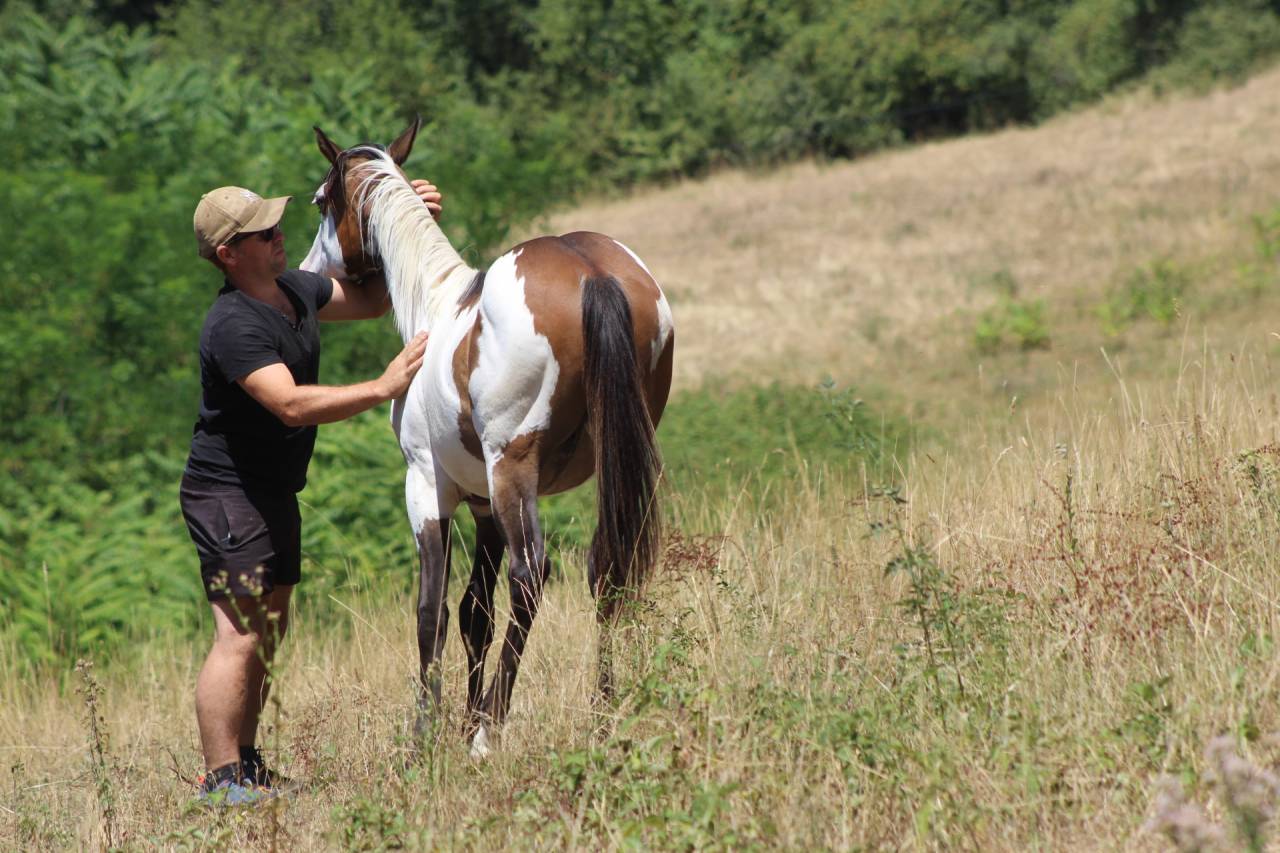 Castrone Paint Horse In vendita 2025 Overo ,  Farwest dela lande