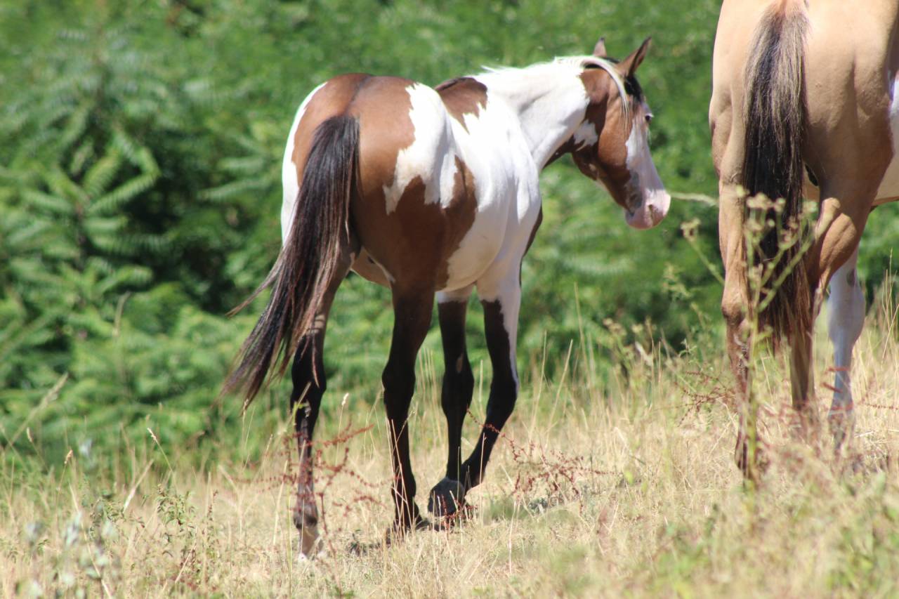 Castrone Paint Horse In vendita 2025 Overo ,  Farwest dela lande