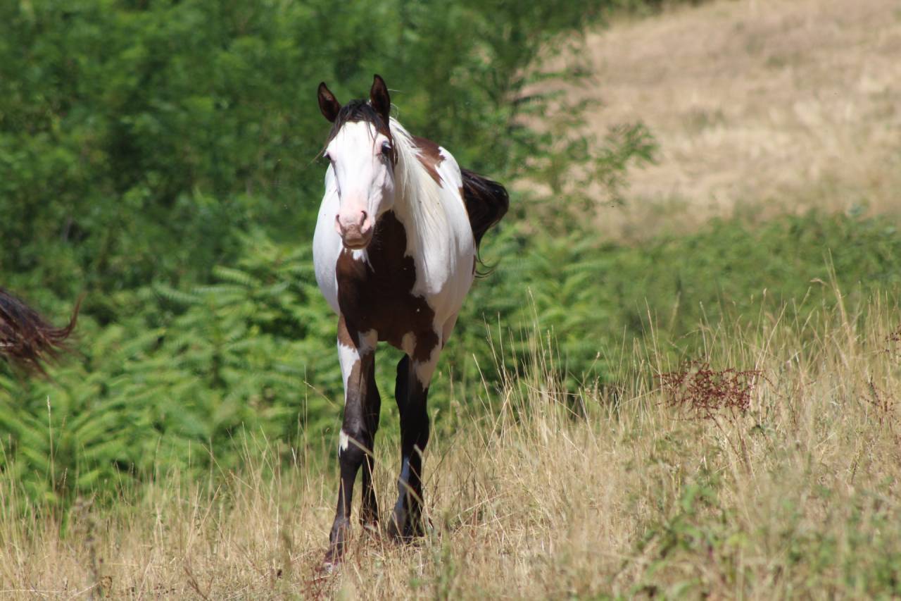 Castrone Paint Horse In vendita 2025 Overo ,  Farwest dela lande