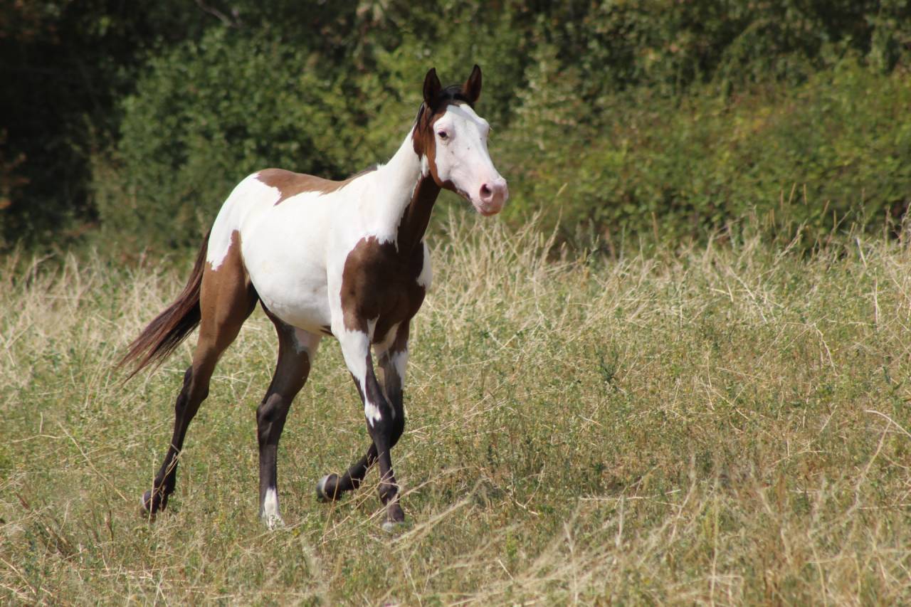Castrone Paint Horse In vendita 2025 Overo ,  Farwest dela lande