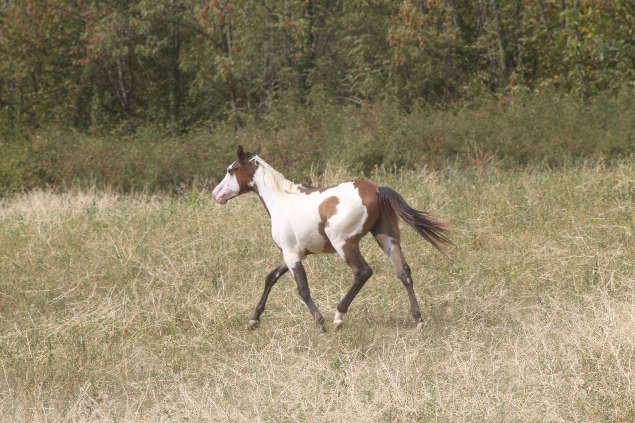 Castrone Paint Horse In vendita 2025 Overo ,  Farwest dela lande