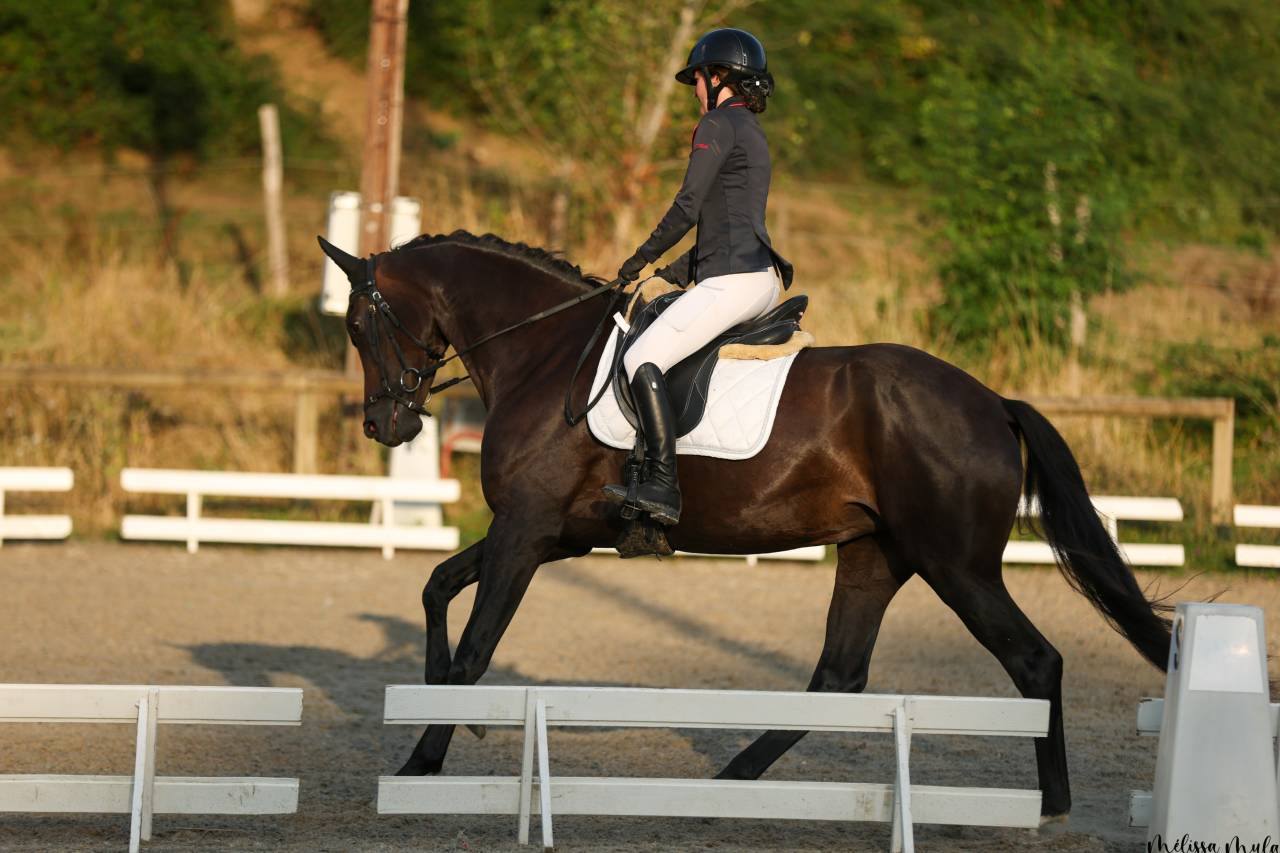 Cavalla KWPN Cavallo da Sport Neerlandese In vendita 2020 Nero ,  Le Formidable