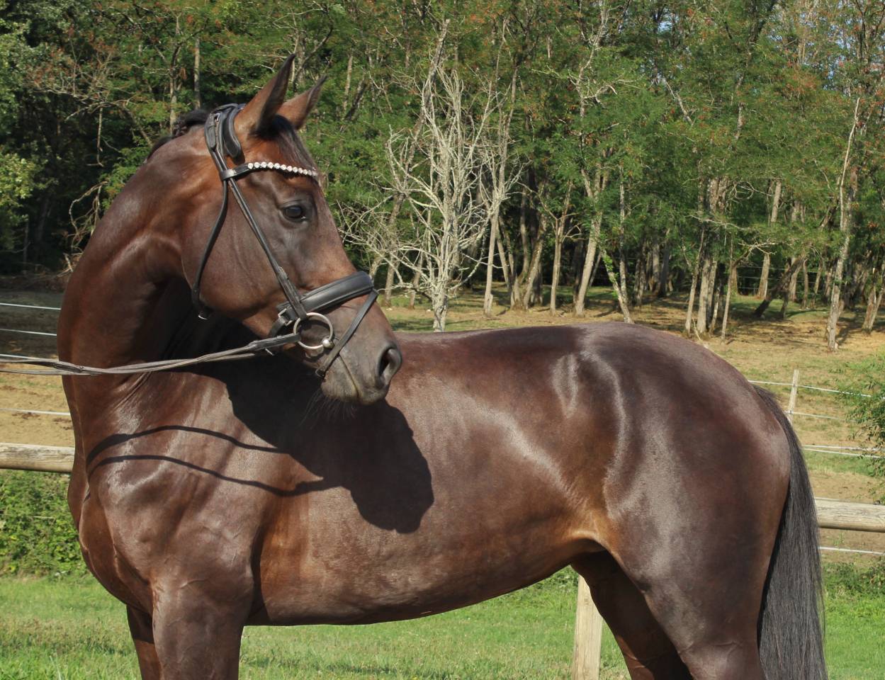 Cavalla KWPN Cavallo da Sport Neerlandese In vendita 2020 Nero ,  Le Formidable