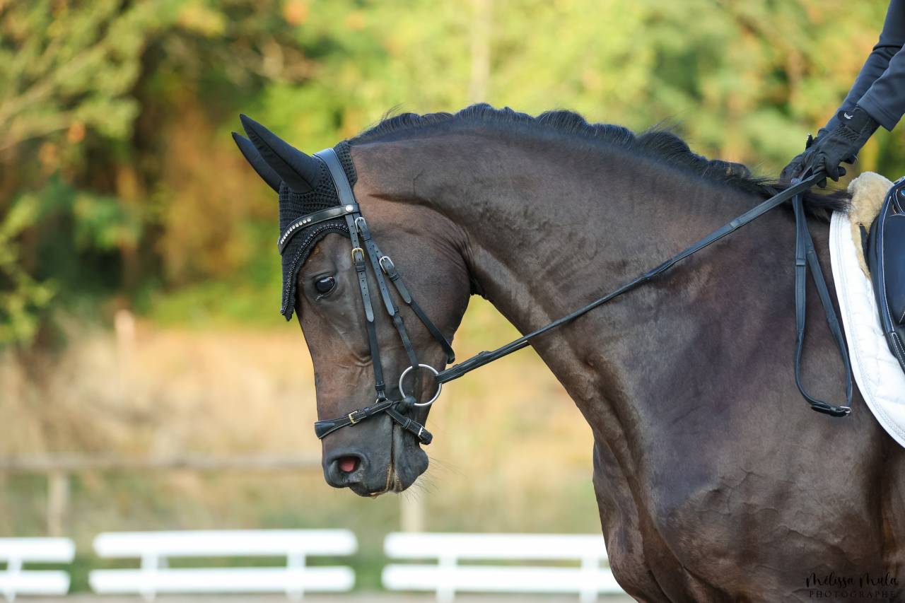 Cavalla KWPN Cavallo da Sport Neerlandese In vendita 2020 Nero ,  Le Formidable