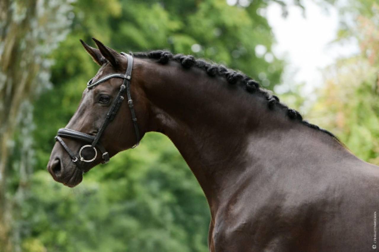 Cavalla Cavallo da Sport Germano In vendita 2014 Nero