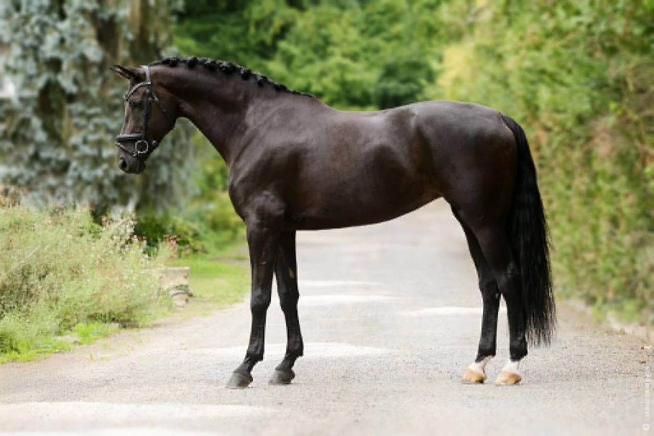 Cavalla Cavallo da Sport Germano In vendita 2014 Nero