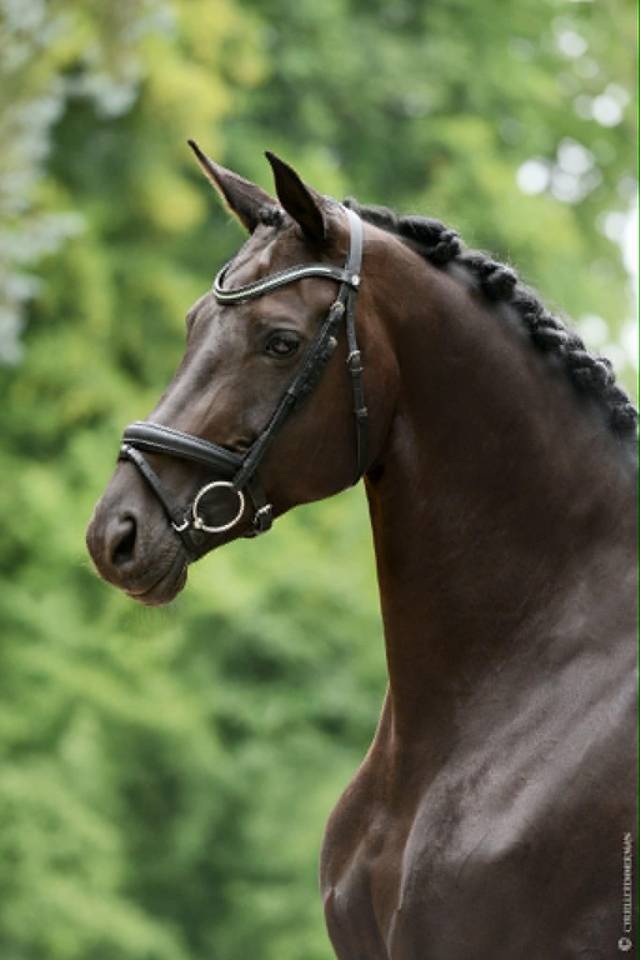 Cavalla Cavallo da Sport Germano In vendita 2014 Nero
