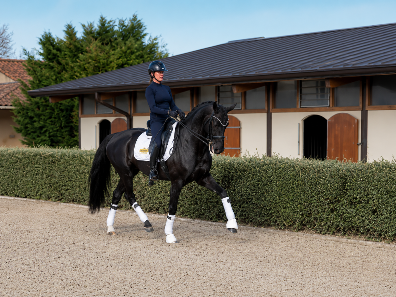 Cavalla Cavallo da Sport Germano In vendita 2014 Nero
