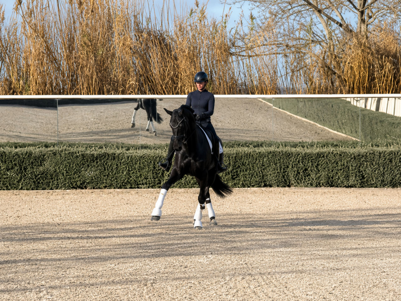 Cavalla Cavallo da Sport Germano In vendita 2014 Nero