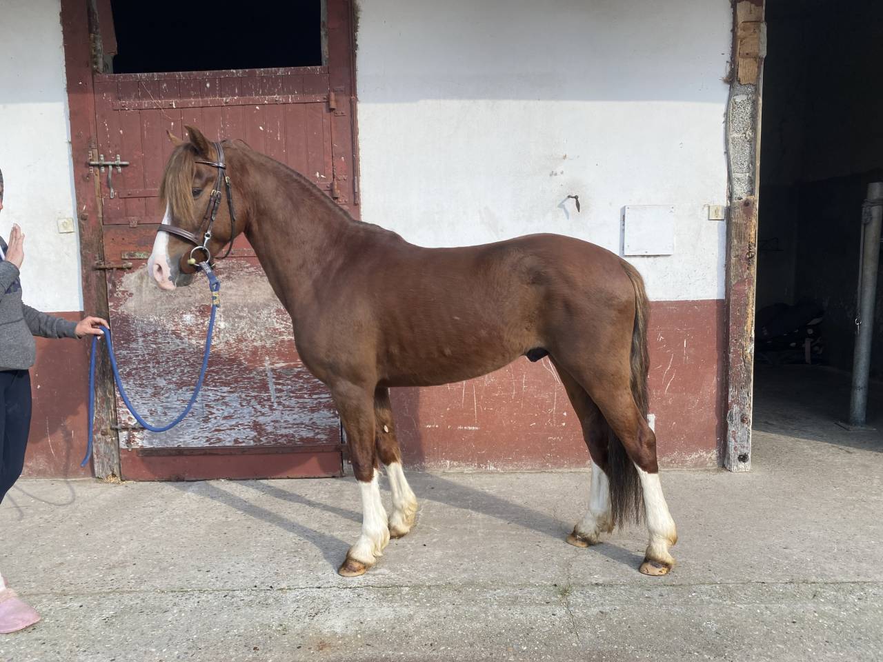 Castrone PFS Pony Francese da Sella In vendita 2021 Sauro brul&eacute;
