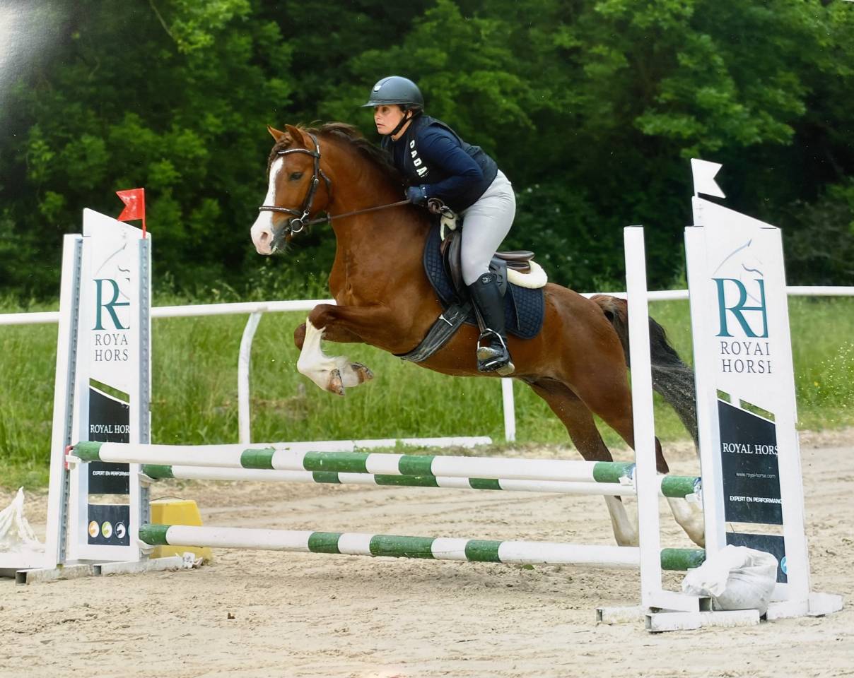 Castrone PFS Pony Francese da Sella In vendita 2021 Sauro brul&eacute;