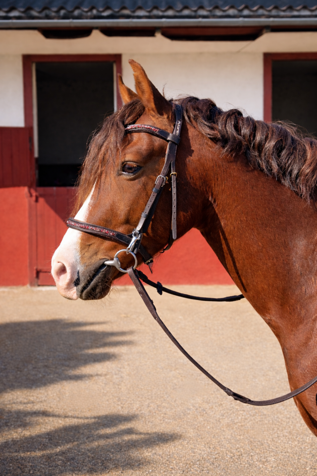 Castrone PFS Pony Francese da Sella In vendita 2021 Sauro brul&eacute;