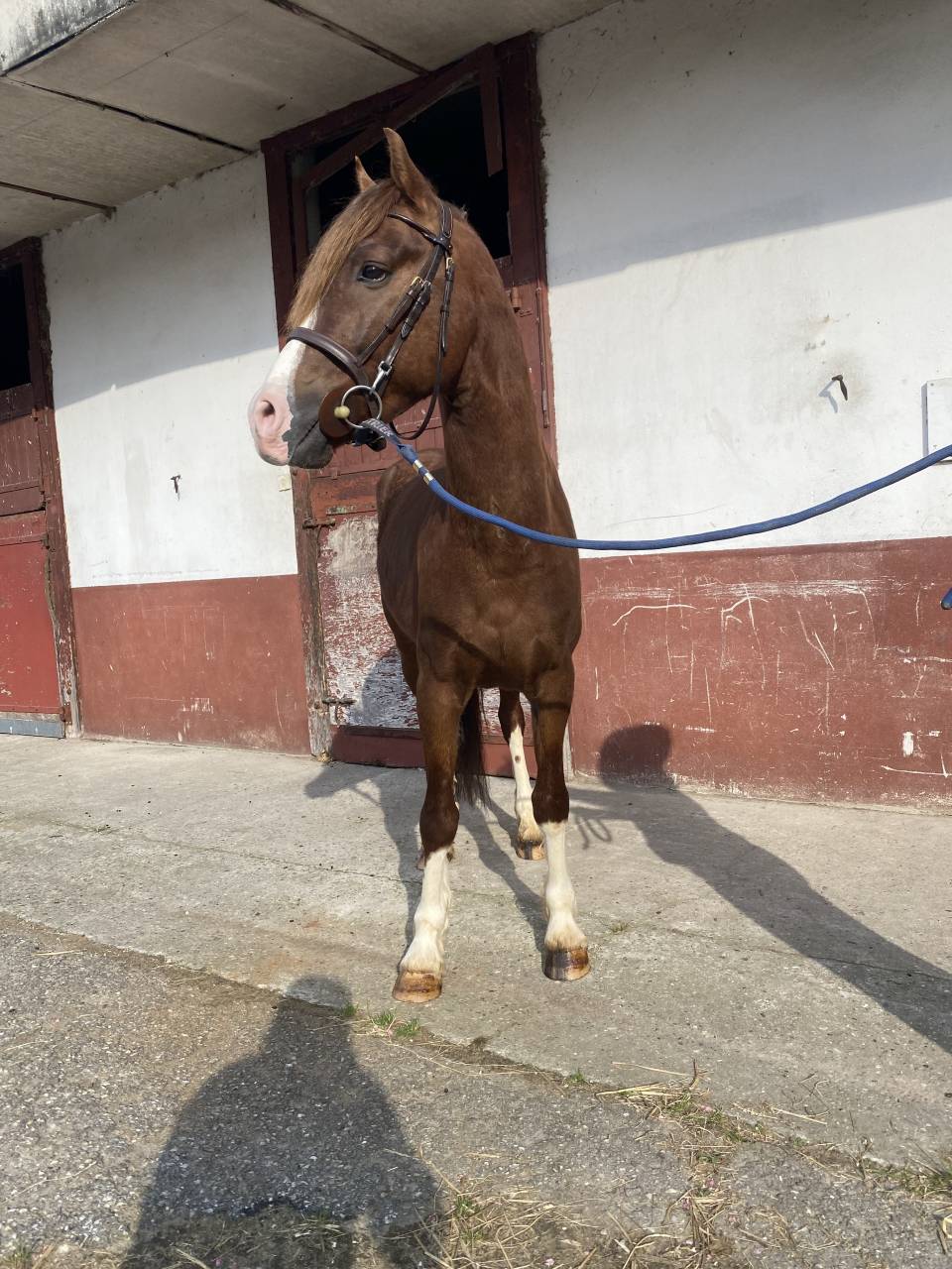 Castrone PFS Pony Francese da Sella In vendita 2021 Sauro brul&eacute;