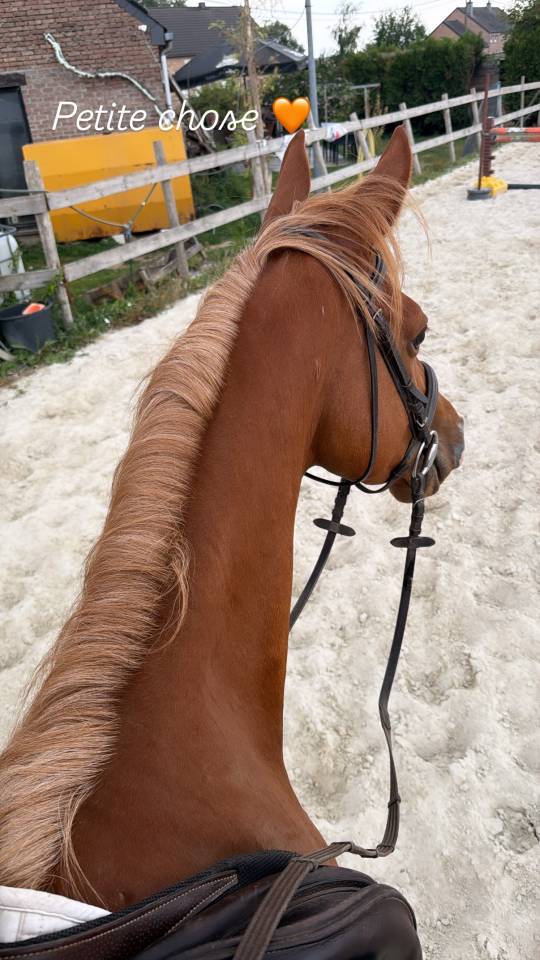 Cavalla sBs Cavallo da Sport Belgio In vendita 2022 Sauro