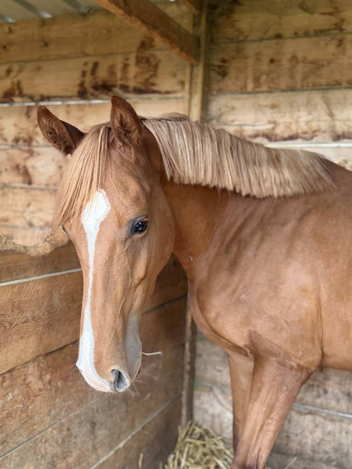 Cavalla sBs Cavallo da Sport Belgio In vendita 2022 Sauro
