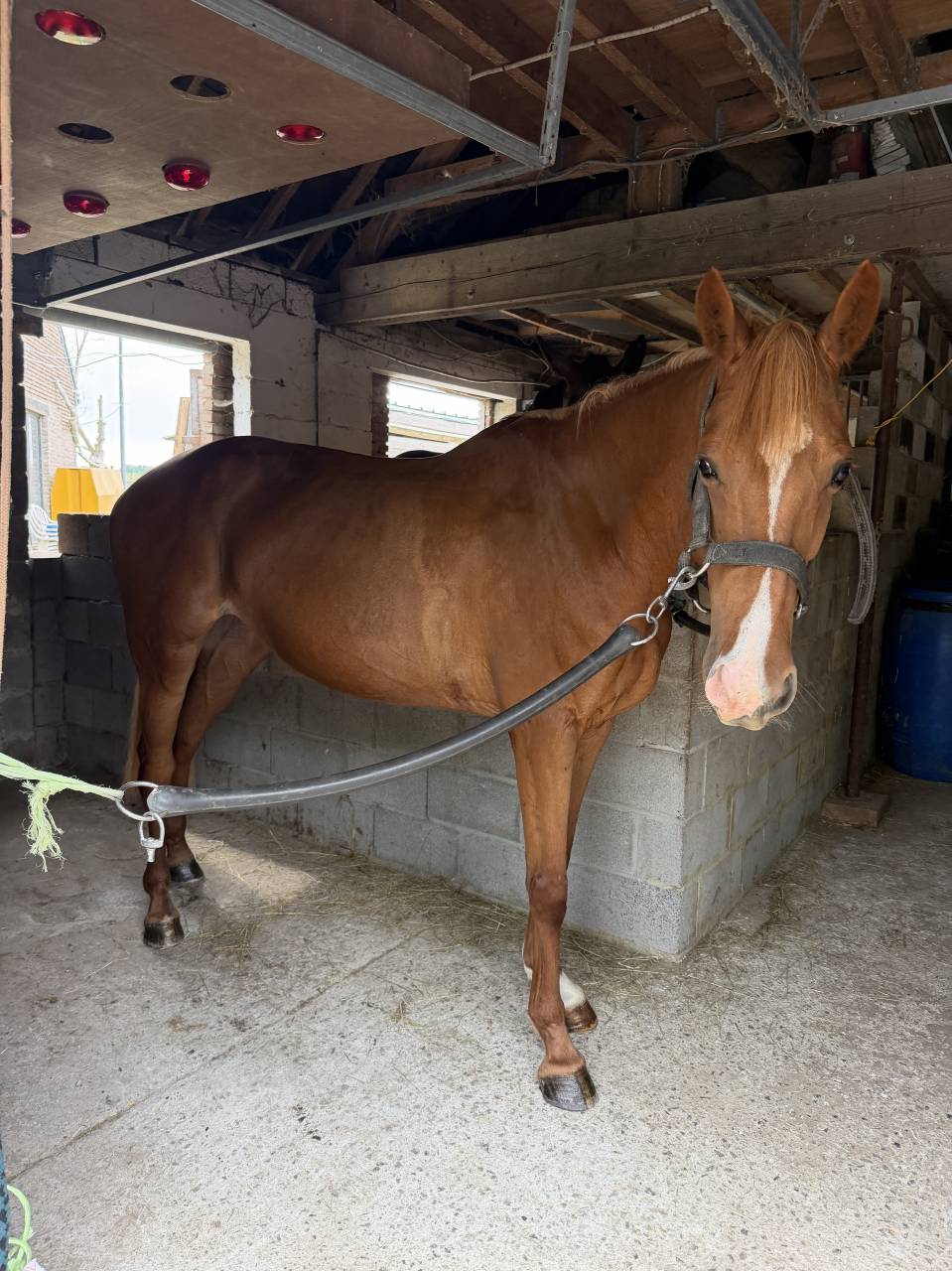 Cavalla sBs Cavallo da Sport Belgio In vendita 2022 Sauro