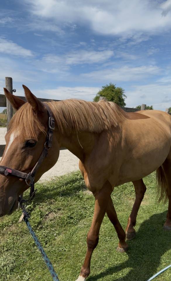 Cavalla sBs Cavallo da Sport Belgio In vendita 2022 Sauro