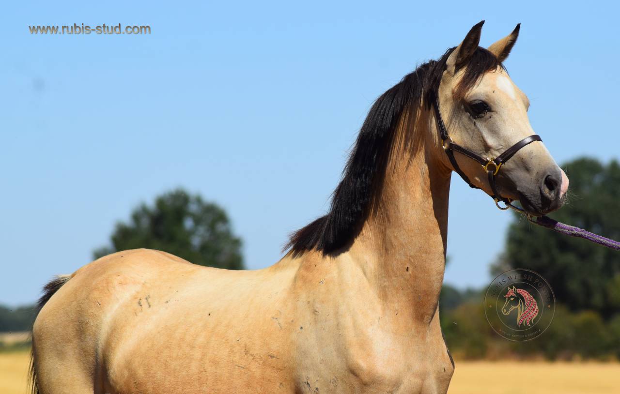 Cavalla Welsh Poney (Sezione B) In vendita 2023 Isabella