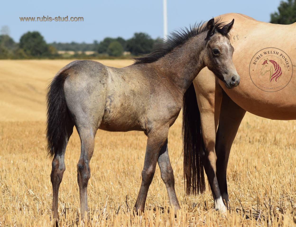 Cavalla Welsh Poney (Sezione B) In vendita 2023 Isabella