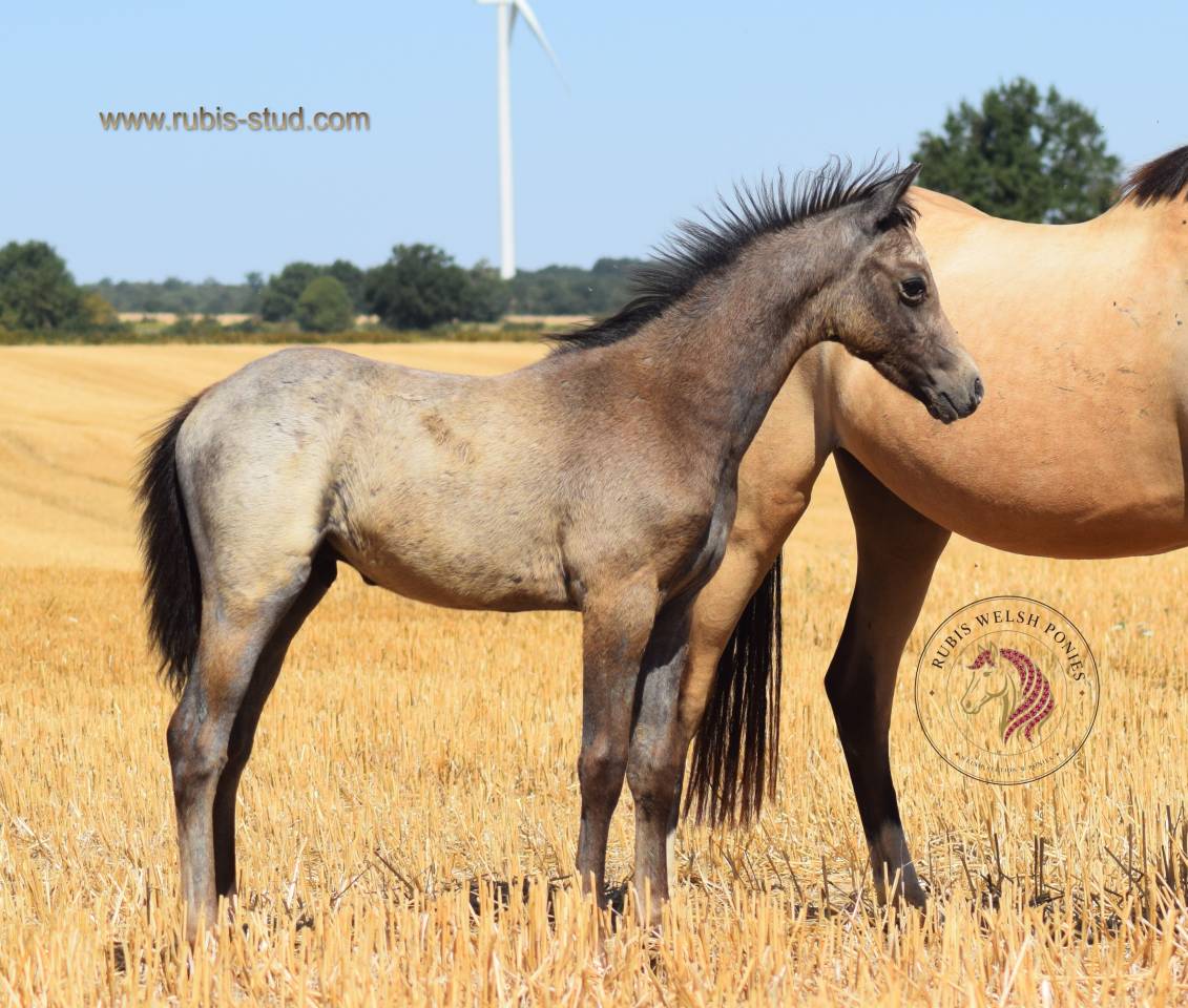 Cavalla Welsh Poney (Sezione B) In vendita 2023 Isabella