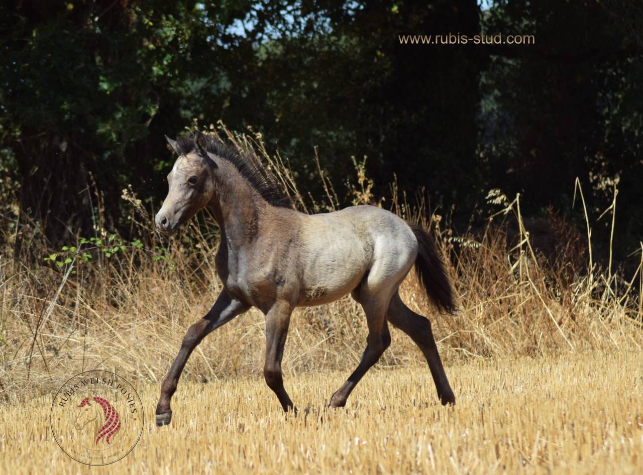 Cavalla Welsh Poney (Sezione B) In vendita 2023 Isabella