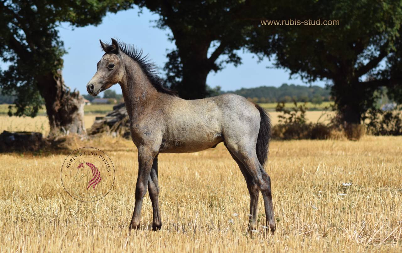 Cavalla Welsh Poney (Sezione B) In vendita 2023 Isabella