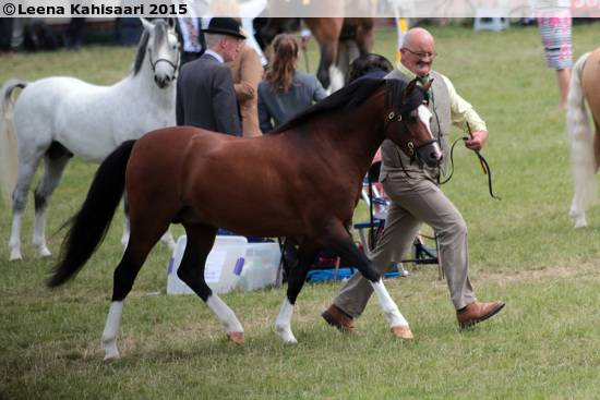Cavalla Welsh Poney (Sezione B) In vendita 2023 Isabella