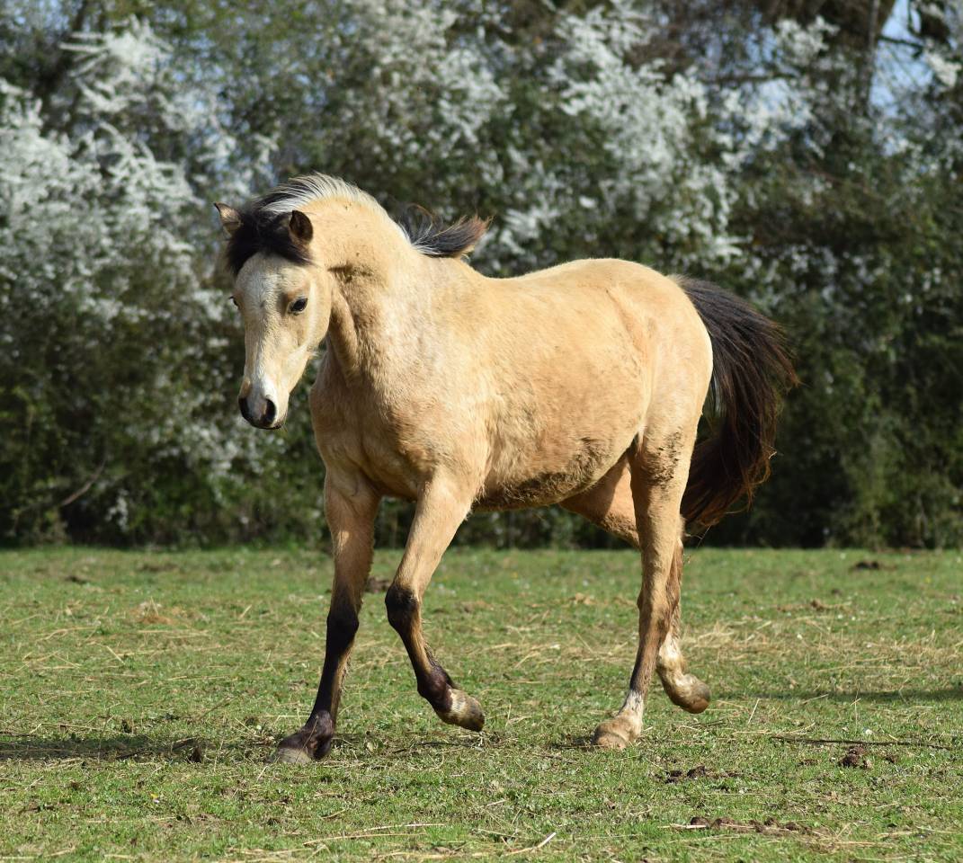 Cavalla Welsh Poney (Sezione B) In vendita 2023 Isabella