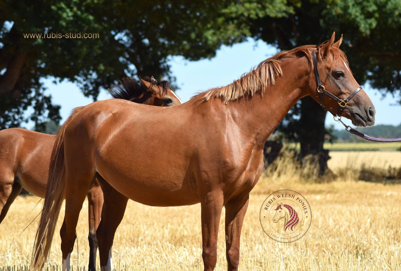 Cavalla Welsh Poney (Sezione B) In vendita 2022 Sauro
