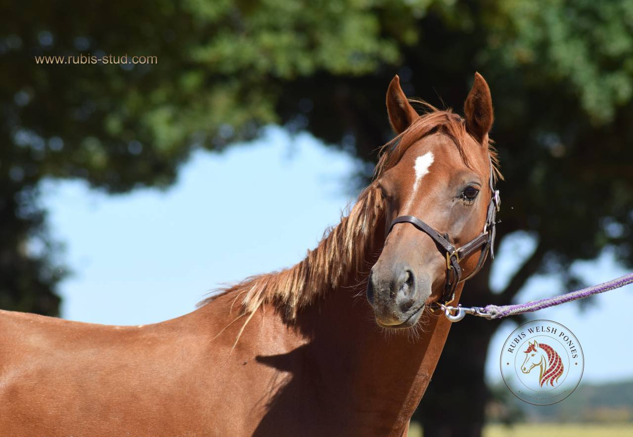 Cavalla Welsh Poney (Sezione B) In vendita 2022 Sauro