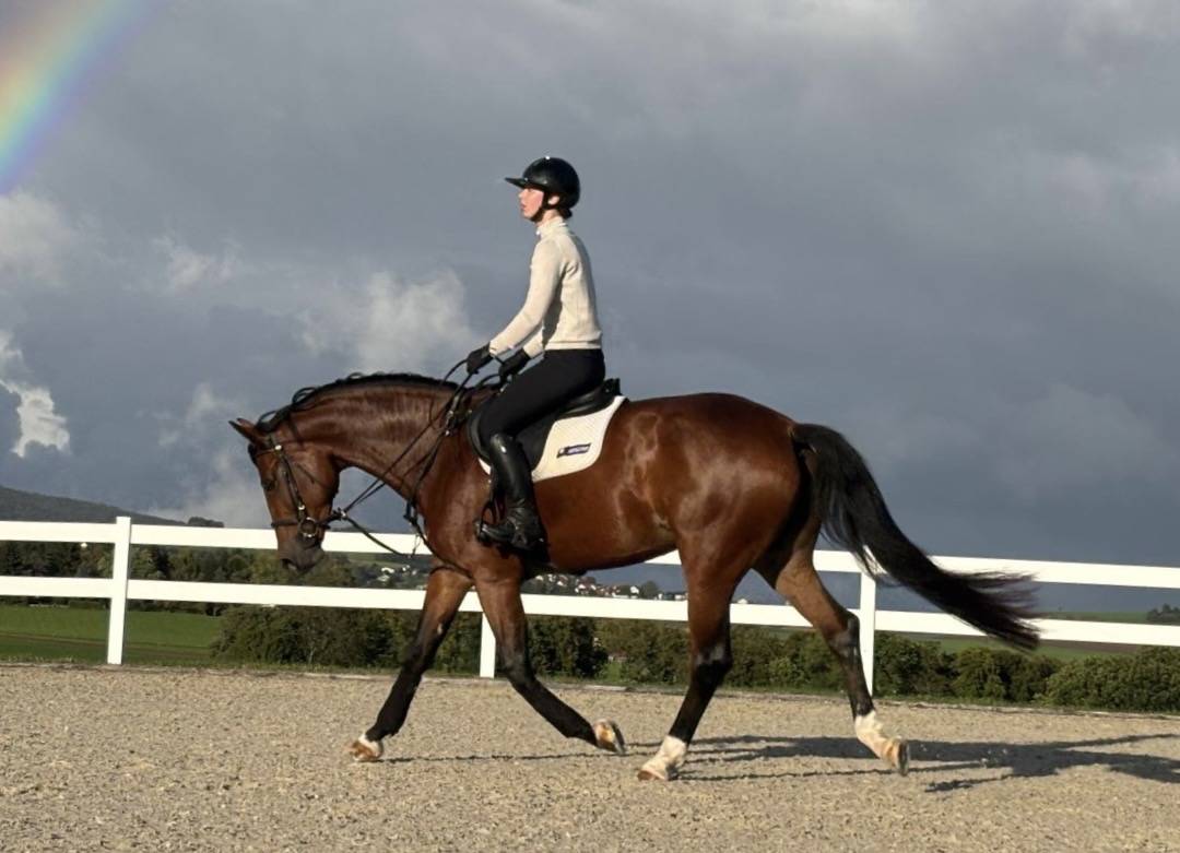 Cavalla KWPN Cavallo da Sport Neerlandese In vendita 2020 Baio ,  Opium JW VAN DER MOERHOEVE TN