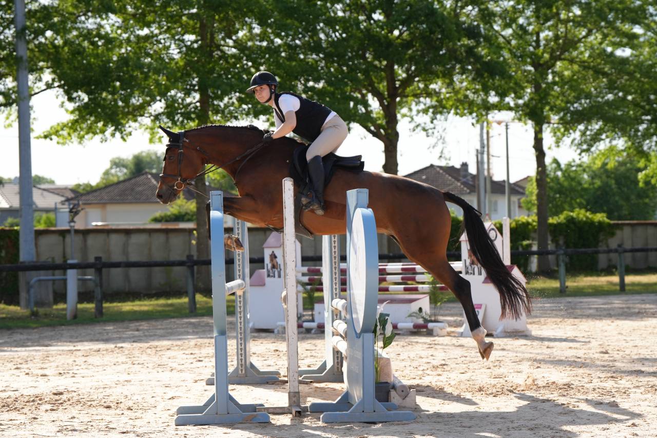 Cavalla KWPN Cavallo da Sport Neerlandese In vendita 2020 Baio ,  Opium JW VAN DER MOERHOEVE TN